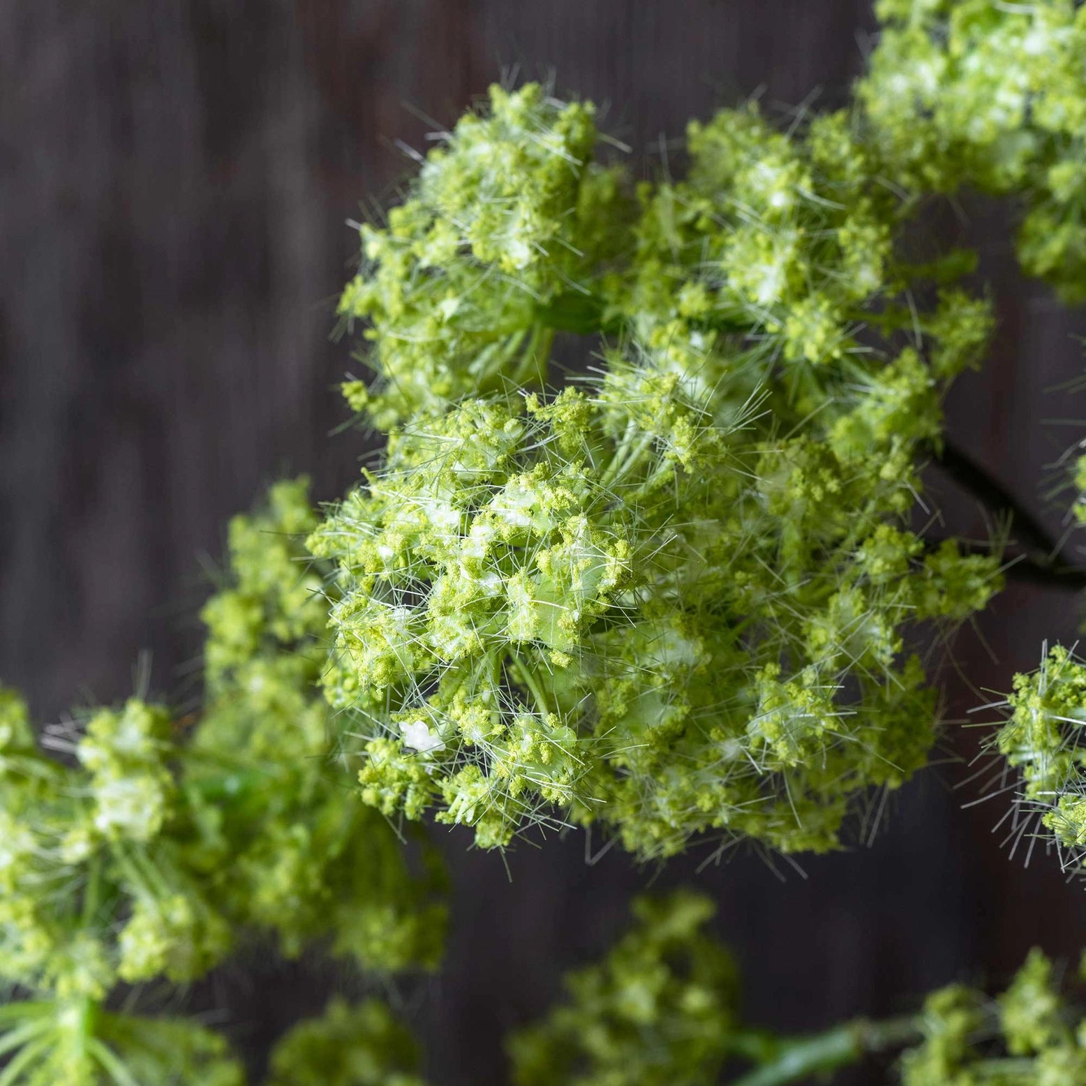 Spring Green Guelder, Artificial Stem