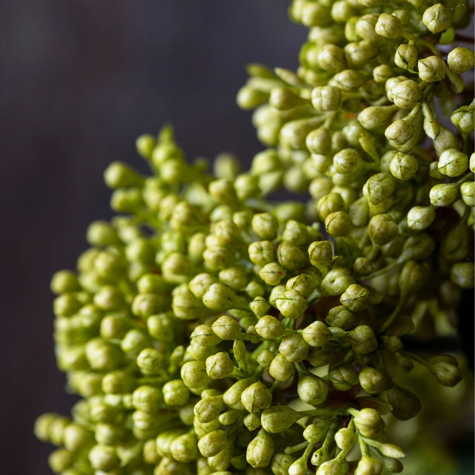 Viburnum Olive Artificial Stem