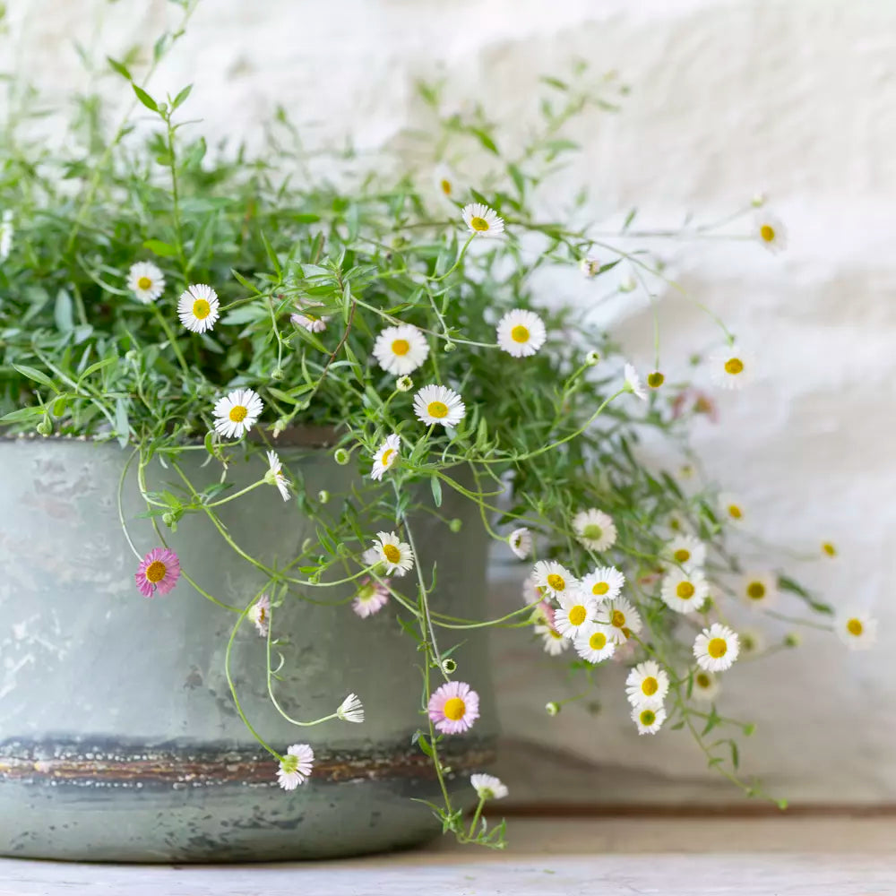 Bathwick Planter