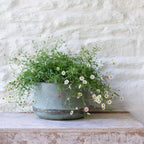Bathwick Planter